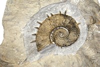 Crioceratites fasciculatus